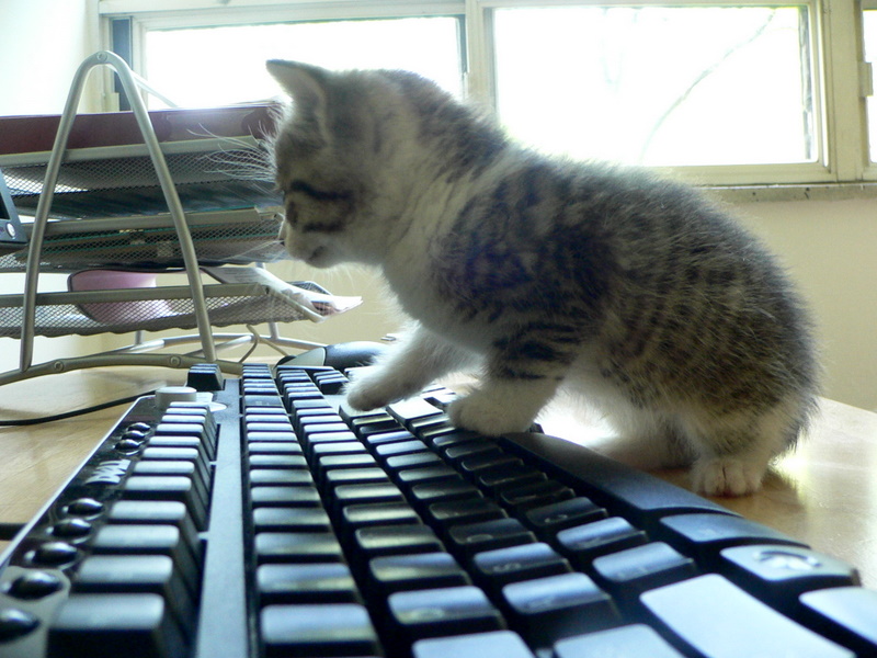 cat keyboard