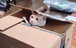 Luci's Brother's Cat in a Box
