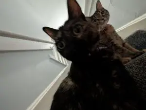 Hazel and a Friend