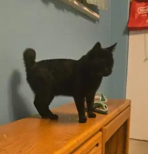 Vivi Cat on Table
