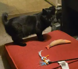 Vivi Cat on Pillow with Toys